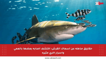 حقائق مذهلة عن أسماك القرش: اكتشف إصابة بعضها بالعمى وأسرار أخرى مثيرة
